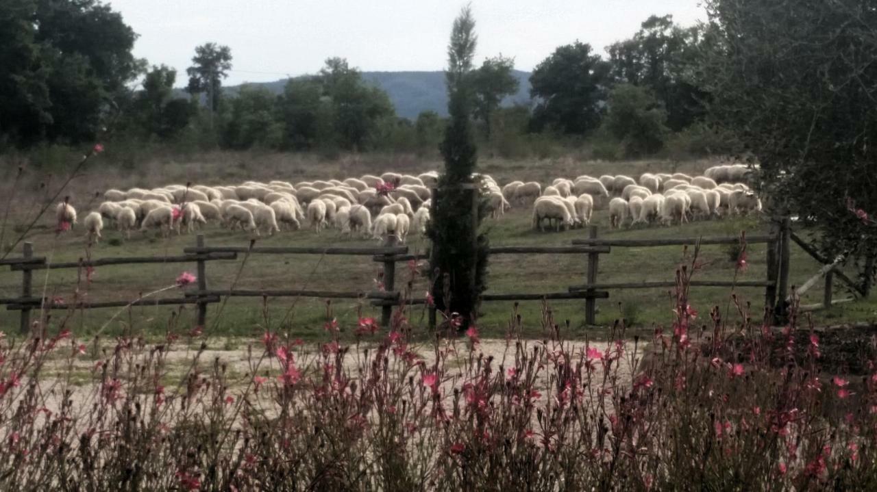 Maremma Country Chic Le Ginestre Villa Sovana Buitenkant foto